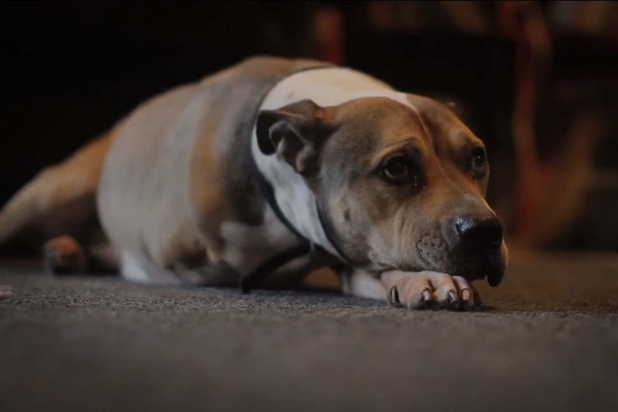 Last Minutes with ODEN